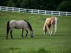 B&B Inns for Sale for Horse Lovers