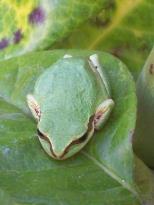 Idleyld Lodge: local resident