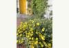 The Lincoln Marfa: WILDFLOWERS