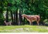 Maple Hill Farm Inn and Conference Center: Baby Fawn and Llama