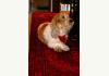 Linville Cottage: Mascot