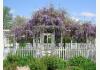The Garden Retreat: Wisteria in spring