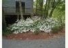 Goose Creek Bed and Breakfast: Azaleas In Front Parking Area