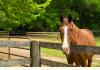 The Birdnest Inn in Aiken, South Carolina: Horses Welcome!
