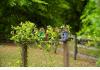 The Birdnest Inn in Aiken, South Carolina: Bird Houses in the Garden