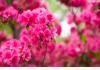 The Birdnest Inn in Aiken, South Carolina: Garden Ambiance