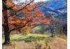 Honey Hill Inn & Cabins : 