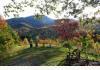 Honey Hill Inn & Cabins : 