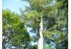 The Cabins in Hope: The white pines are enormous