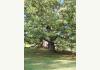 Auction - Glenmary Inn: Amazing Oak Tree Estimated at Over 700 yrs. Old !!