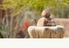 Borrego Valley Inn: Courtyard fountain showing off abundant local wild