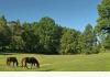 Hamanassett Bed & Breakfast: Pasture