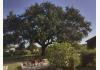 Welfare, Texas: oak tree