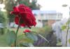 Inn of the Shenandoah: Garden rose