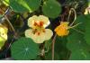 Auberge l'Île de France: our eatable flowers from our garden