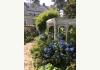 Flowertown Bed & Breakfast : Beautiful Hydrangeas