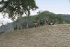 Escondida Resort and Spa: Mouflon Herd