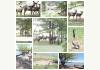 Greer Peaks Lodge: Wildlife