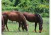 Bent Mountain Lodge Bed And Breakfast, Inc.: Texas Quarter Horses in Pasture