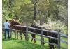 Bent Mountain Lodge Bed And Breakfast, Inc.: Guests always enjoy horses