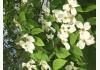 Shore Acres (early 1900's name): Dogwood trees in yard