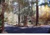 Gold Mountain Manor ~ Rustic Luxury, Big Bear   CA: Forested Circular Driveway