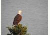 Alaska Adventure Cabins: See Eagles from each 
