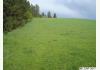 Red Fir Road: Upper Pasture looking west