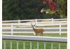 Red Fir Road: deer in front yard