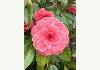 The Enchanted Poppy: Camellia 2