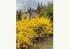 The Enchanted Poppy: Forsythia