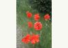 The Enchanted Poppy: Poppies