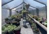 Auld Farm Inn & The Fiddle Shed : Multiple Greenhouses 