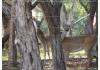 Hill Country Farmhouse: Captured backyard view