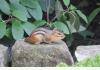 Georgian Manor Inn - B&B: Yes, there are chipmunks and squirrels