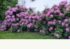 The Purple Rooster: Flowering bushes along side of house