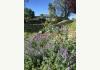 Davis Mountains Inn Bed and Breakfast & Events: Gardens